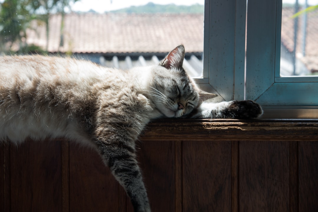 Chronic kidney disease in cats: what San Leandro cat owners should watch for