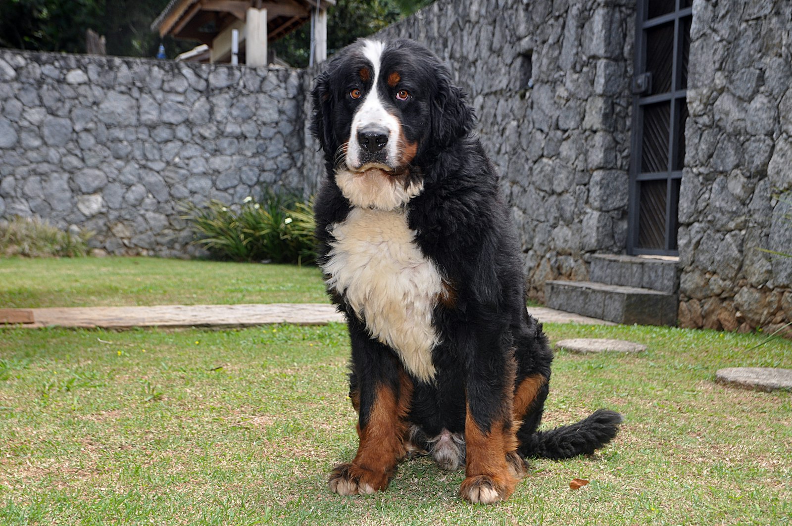 Dog Obesity in San Leandro: When Extra Weight Becomes a Real Health Problem